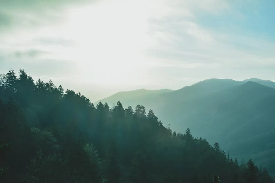 Bosque de niebla sobre la montaña